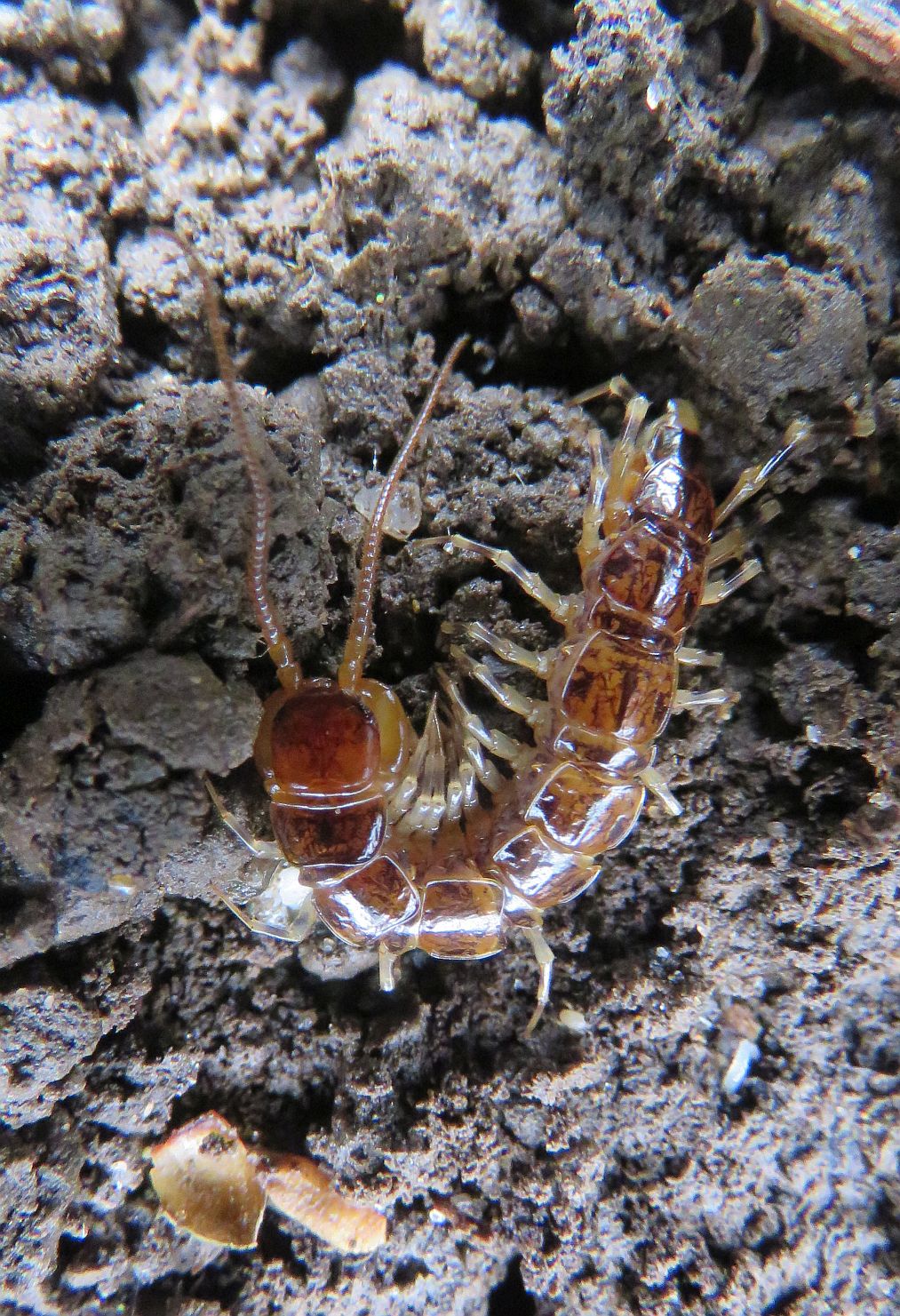 Brown Centipede 
